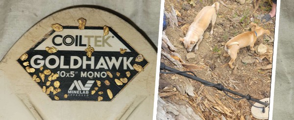 Goldhawk Scott K find